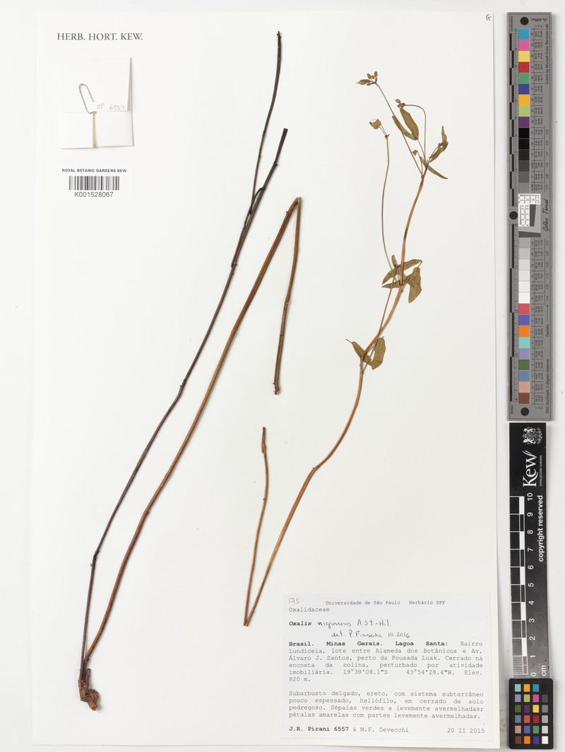 Oxalis nigrescens