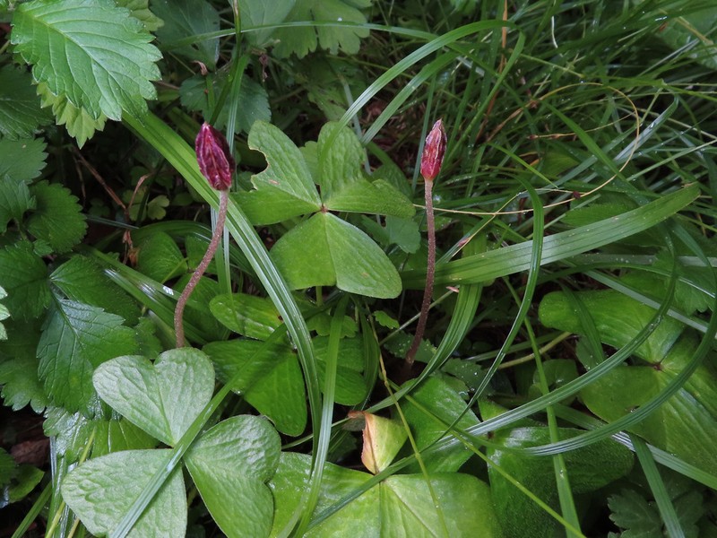 Oxalis nipponica