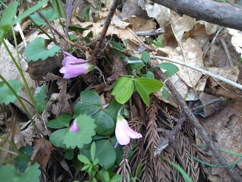 Oxalis nipponica photo 2