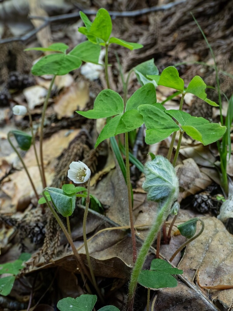 Oxalis nipponica photo 3