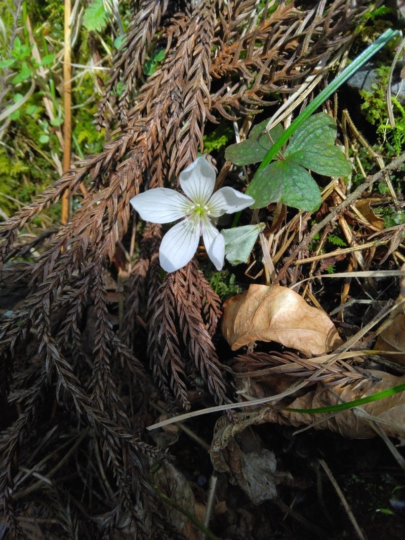 Oxalis nipponica photo 4