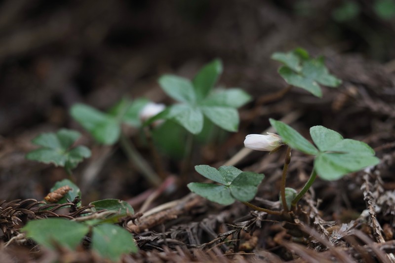 Oxalis nipponica photo 5