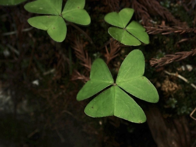 Oxalis nipponica photo 6