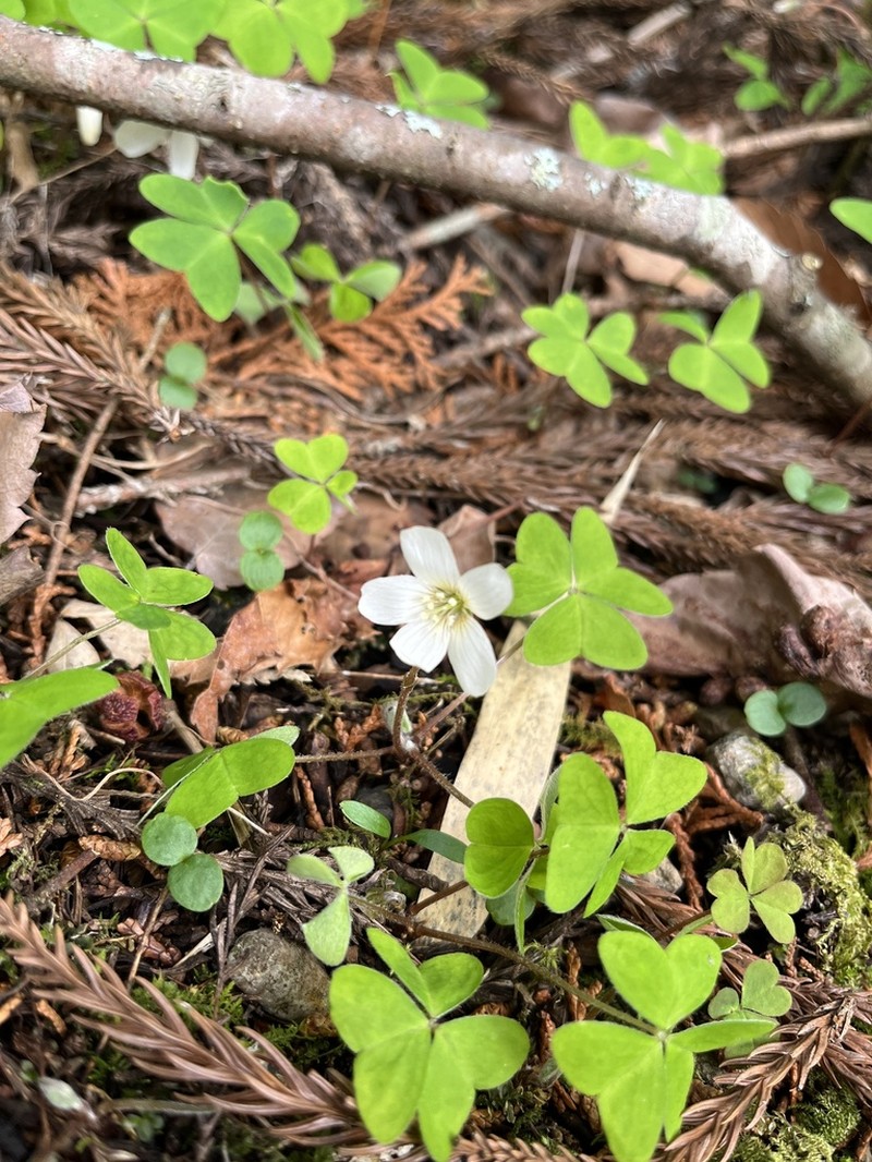 Oxalis nipponica photo 7