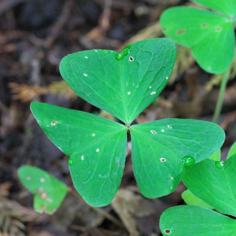 Oxalis nipponica photo 8