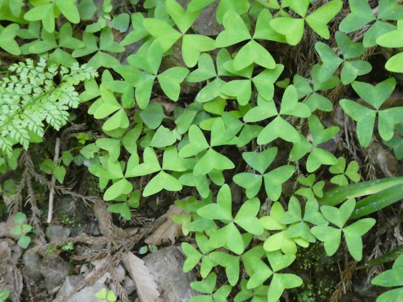 Oxalis nipponica subsp. kantoensis