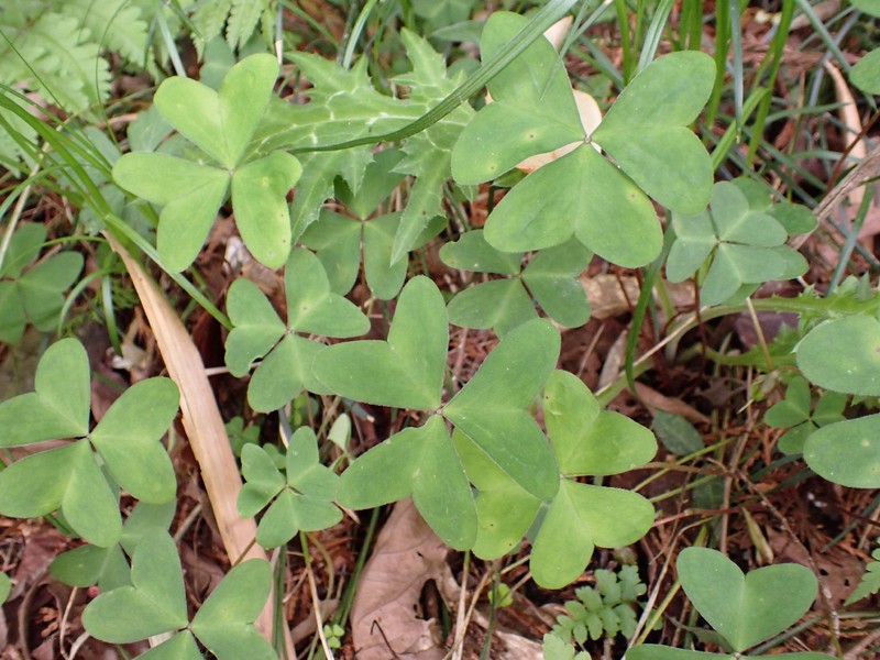 Oxalis nipponica subsp. kantoensis photo 2