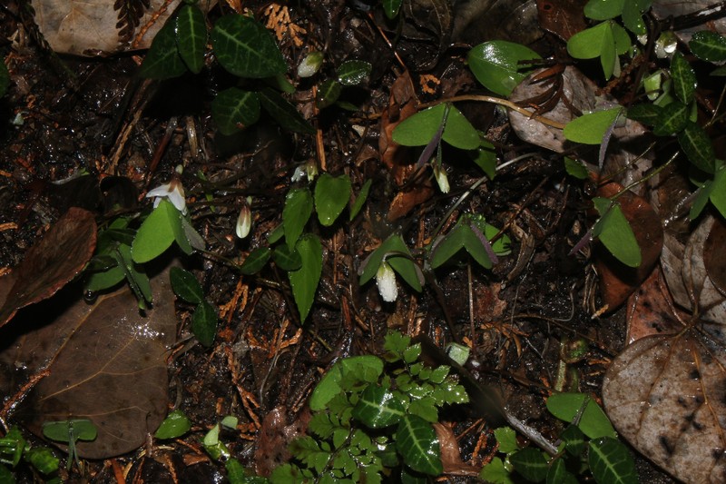 Oxalis nipponica subsp. kantoensis photo 3