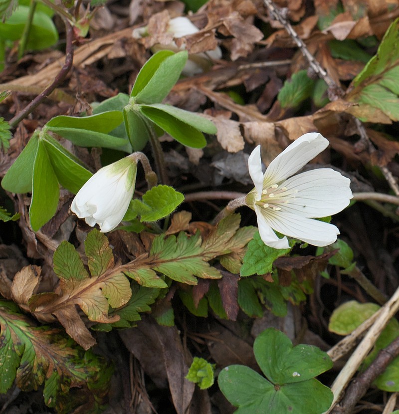 Oxalis nipponica subsp. nipponica