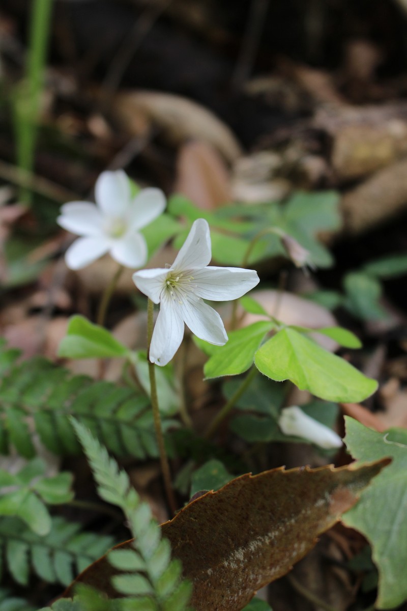 Oxalis nipponica subsp. nipponica photo 2