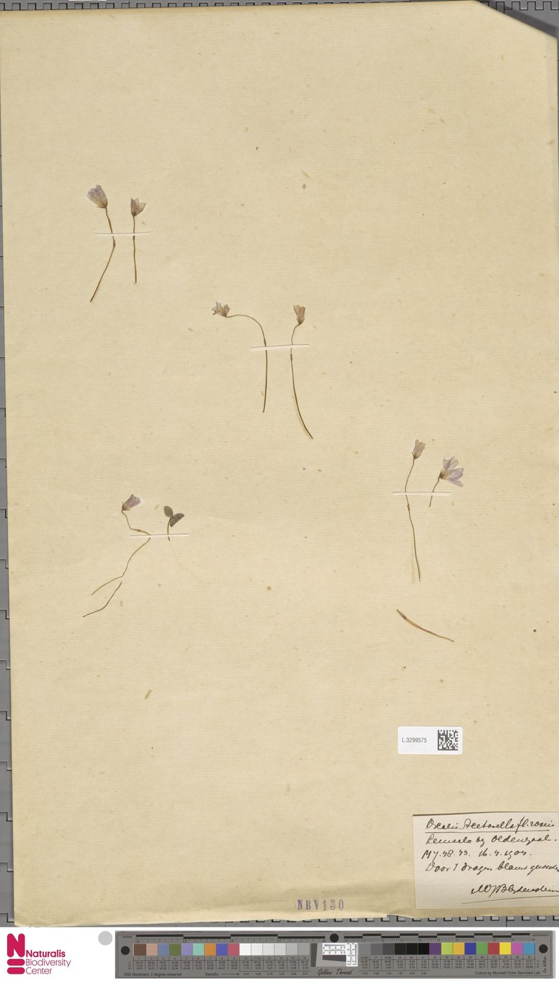 Oxalis nipponica subsp. nipponica photo 3