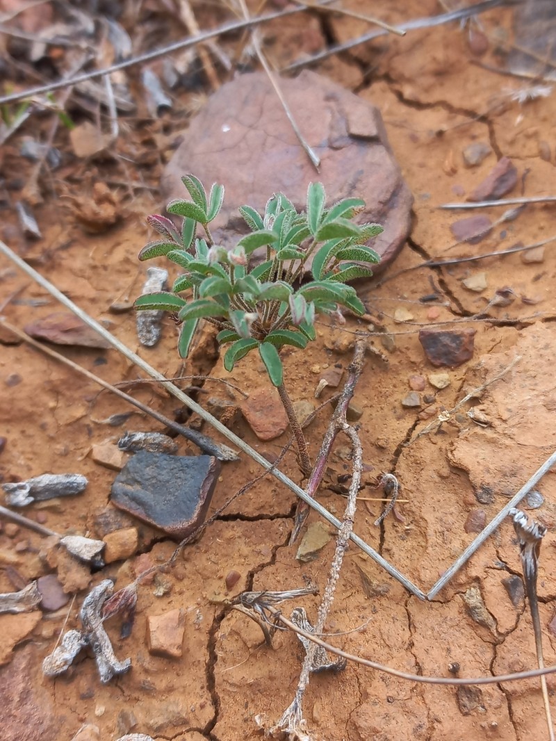 Oxalis noctiflora