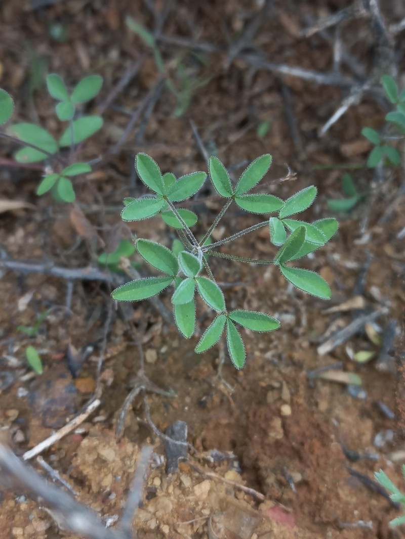 Oxalis noctiflora photo 3
