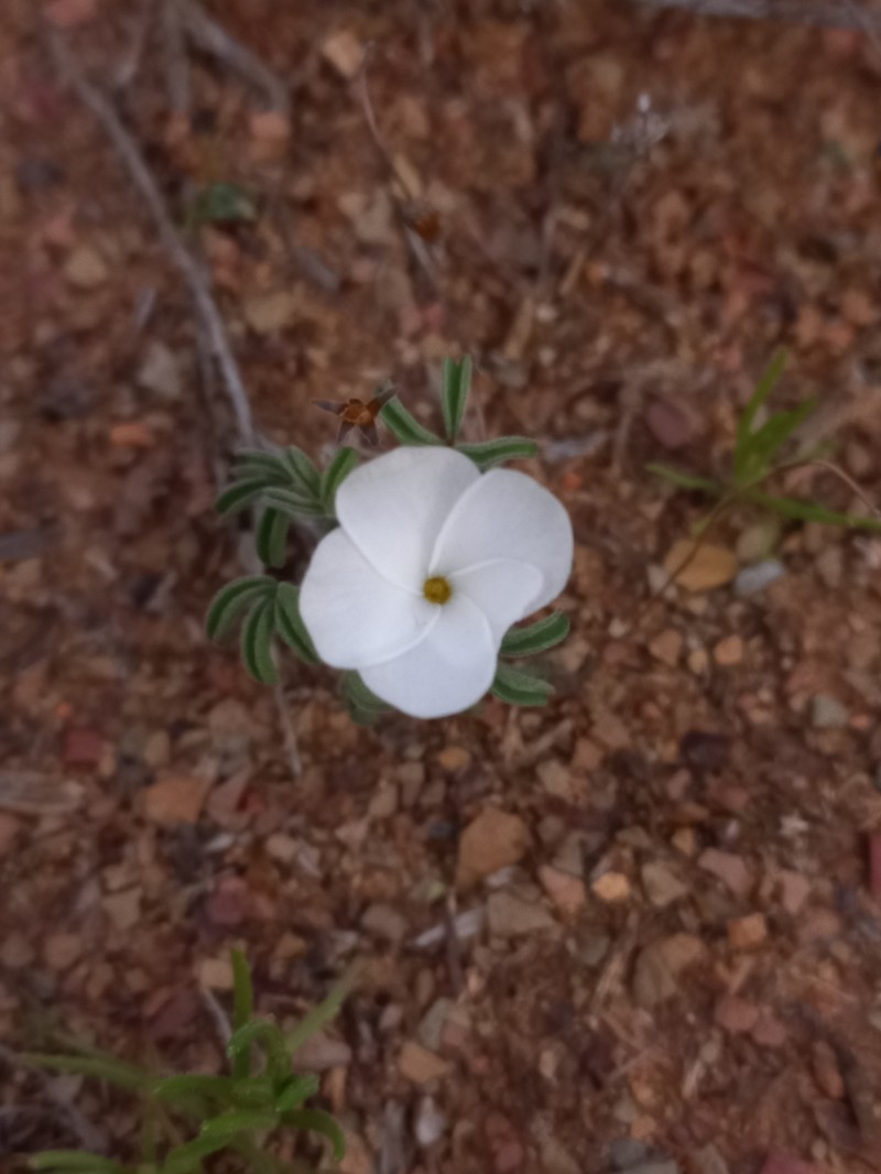 Oxalis noctiflora photo 4