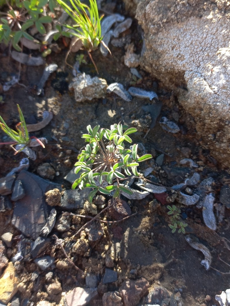 Oxalis noctiflora photo 5
