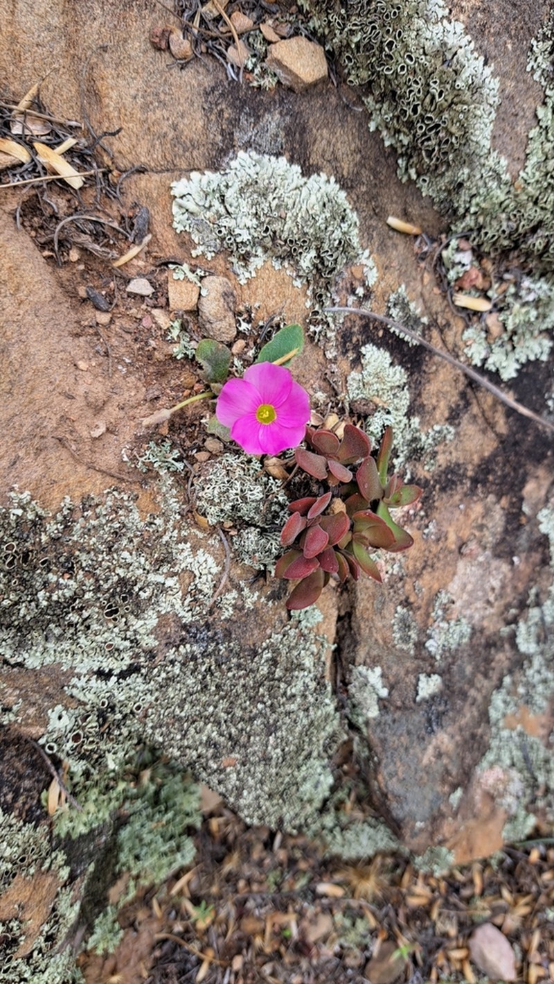 Oxalis nortieri