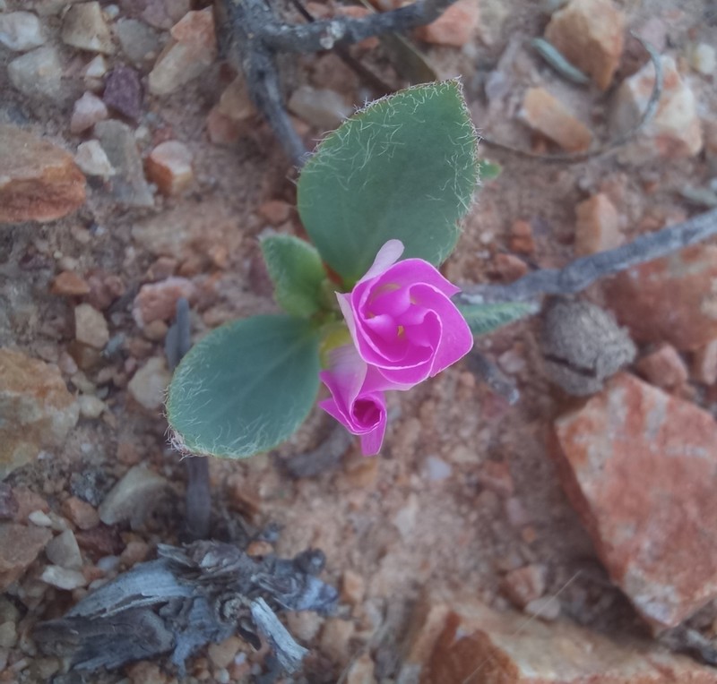 Oxalis nortieri photo 2