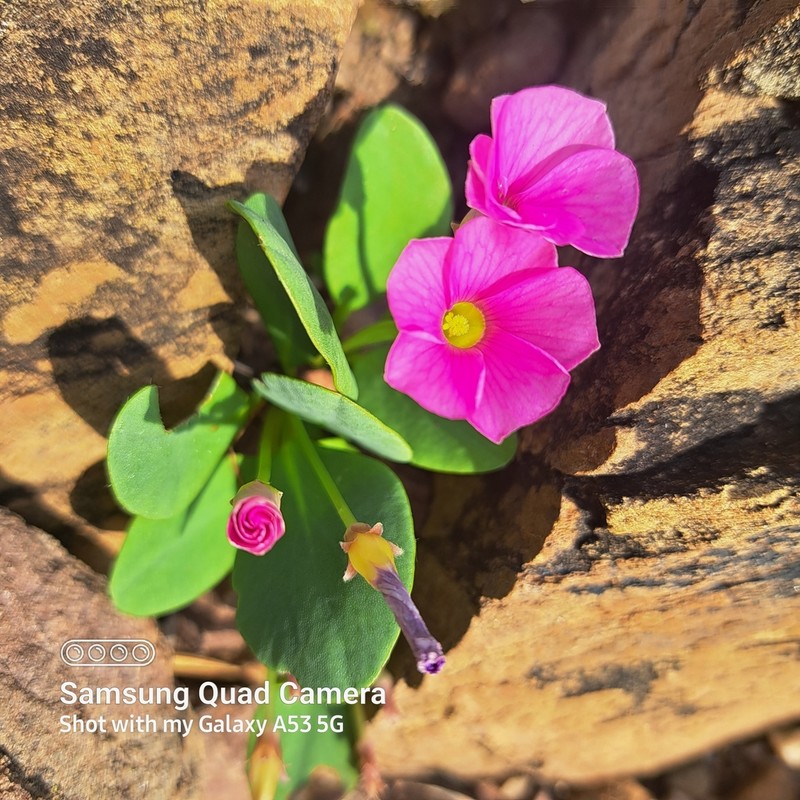 Oxalis nortieri photo 3