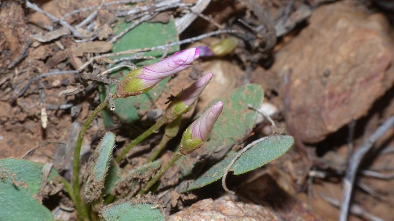 Oxalis nortieri photo 4