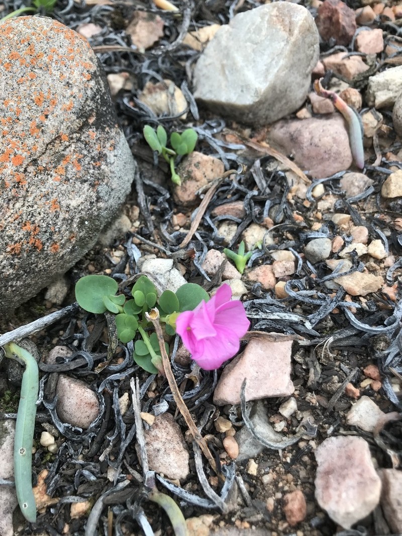 Oxalis nortieri photo 5