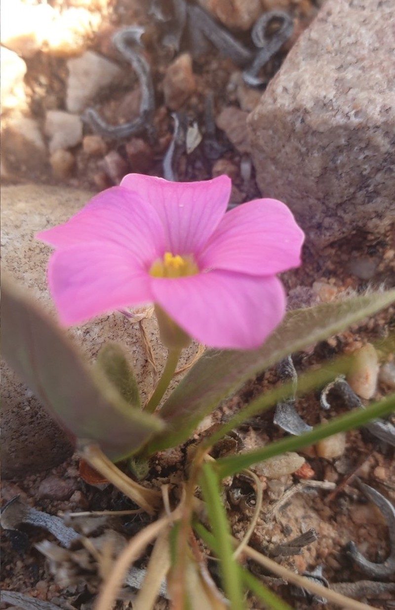 Oxalis nortieri photo 6