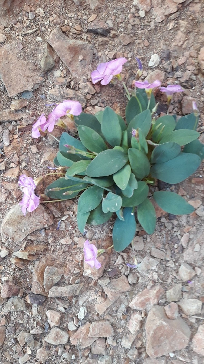 Oxalis nortieri photo 7