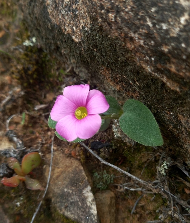 Oxalis nortieri photo 8