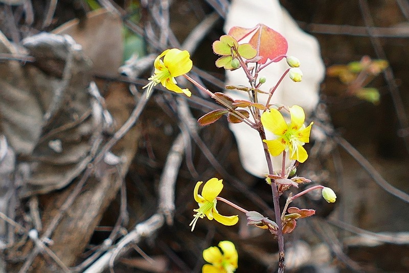 Oxalis novae-caledoniae