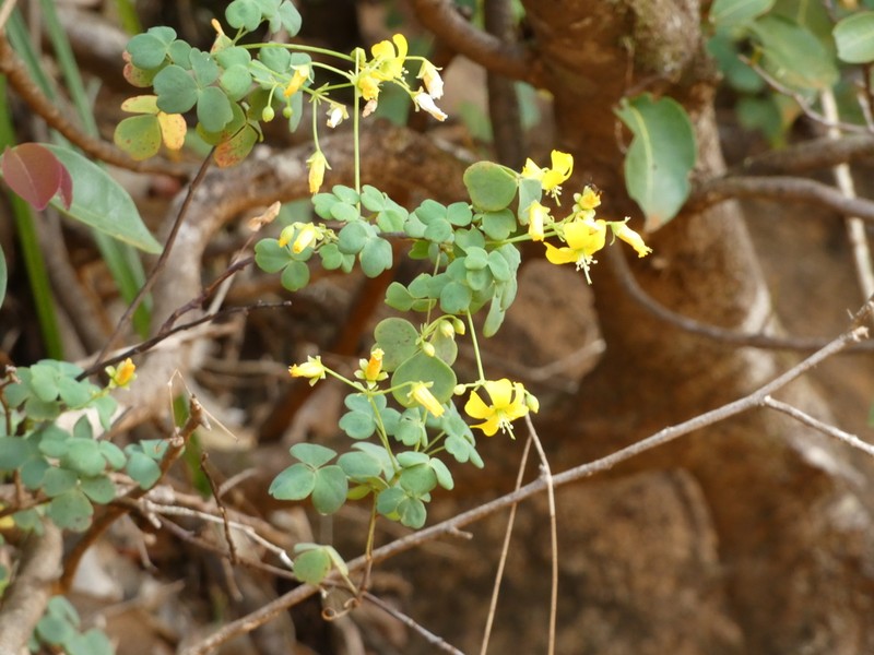 Oxalis novae-caledoniae photo 2