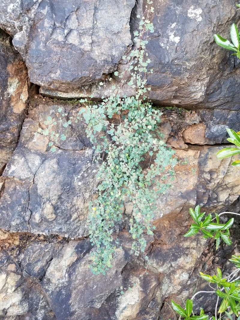 Oxalis novae-caledoniae photo 3