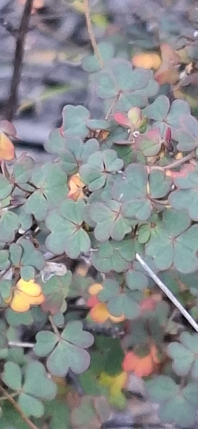 Oxalis novae-caledoniae photo 4