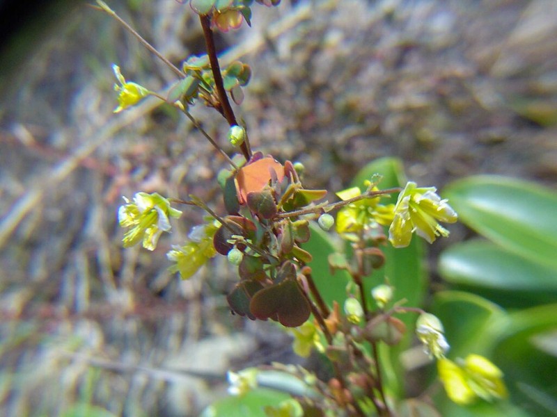 Oxalis novae-caledoniae photo 5