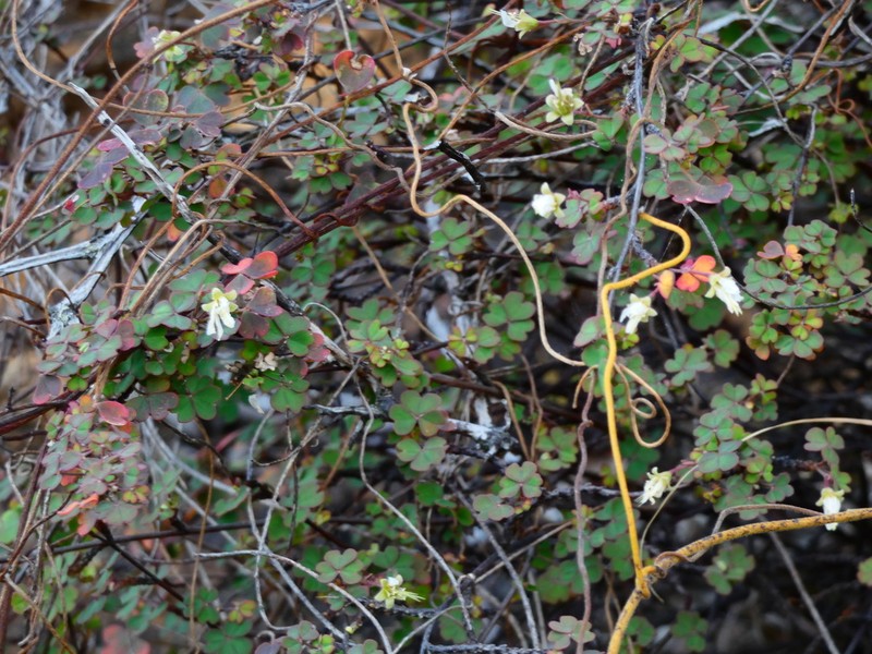 Oxalis novae-caledoniae photo 6
