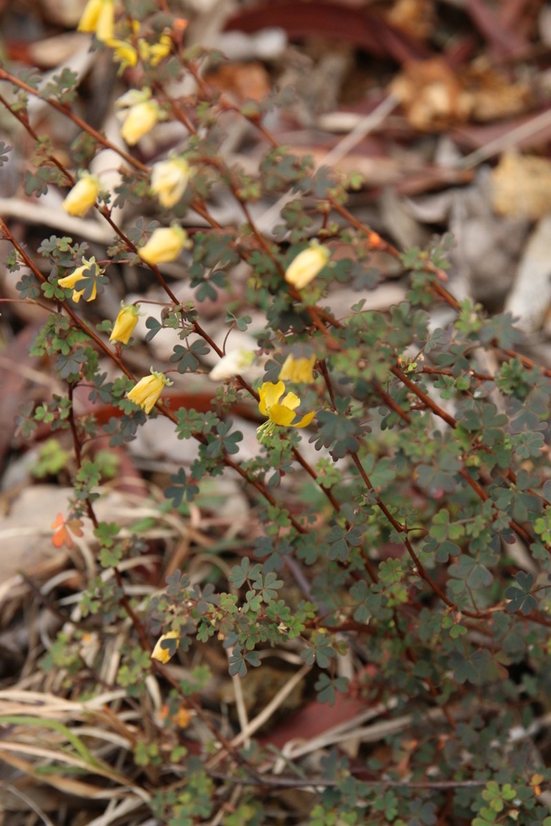 Oxalis novae-caledoniae photo 7