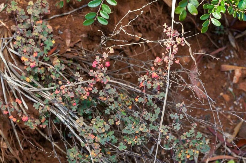 Oxalis novae-caledoniae photo 8