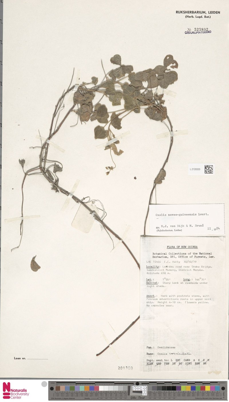 Oxalis novae-guineensis