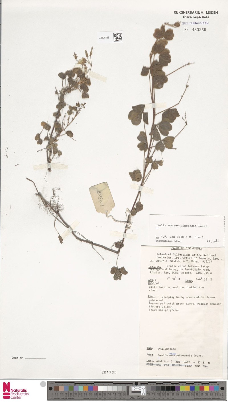 Oxalis novae-guineensis photo 2