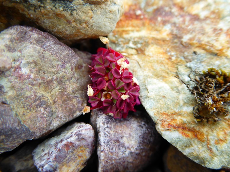 Oxalis nubigena