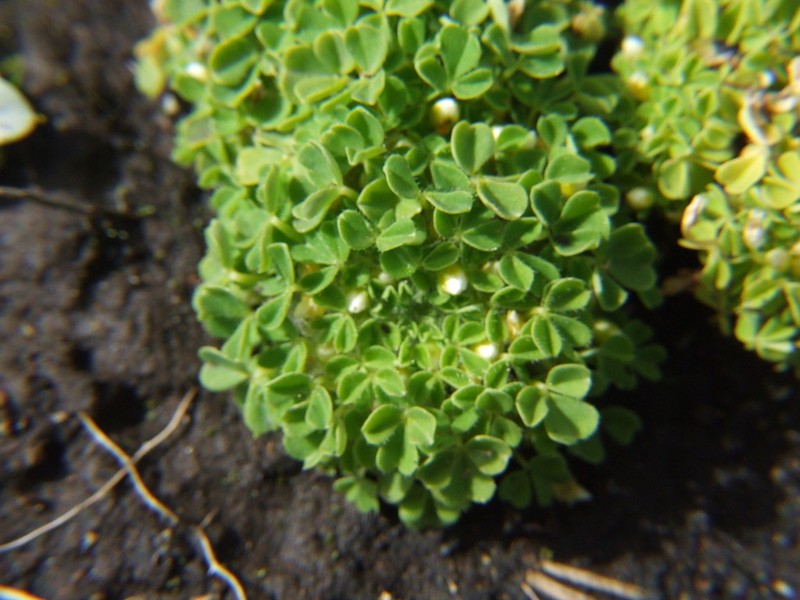 Oxalis nubigena photo 2