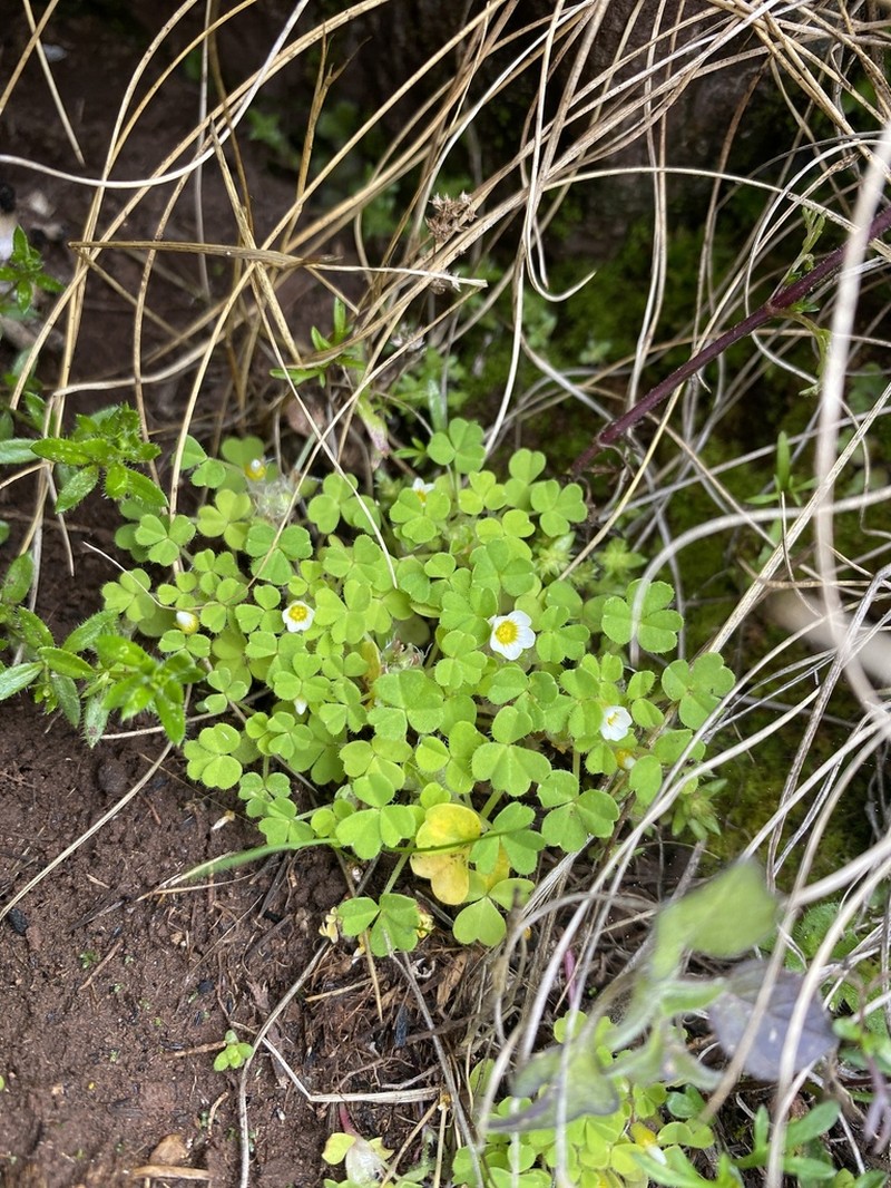 Oxalis nubigena photo 3