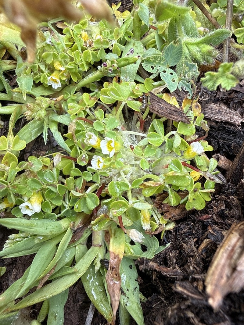 Oxalis nubigena photo 4