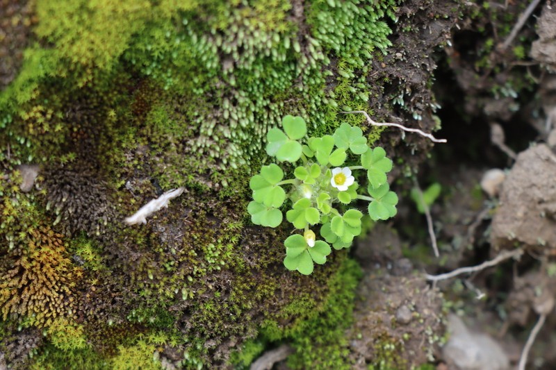 Oxalis nubigena photo 5