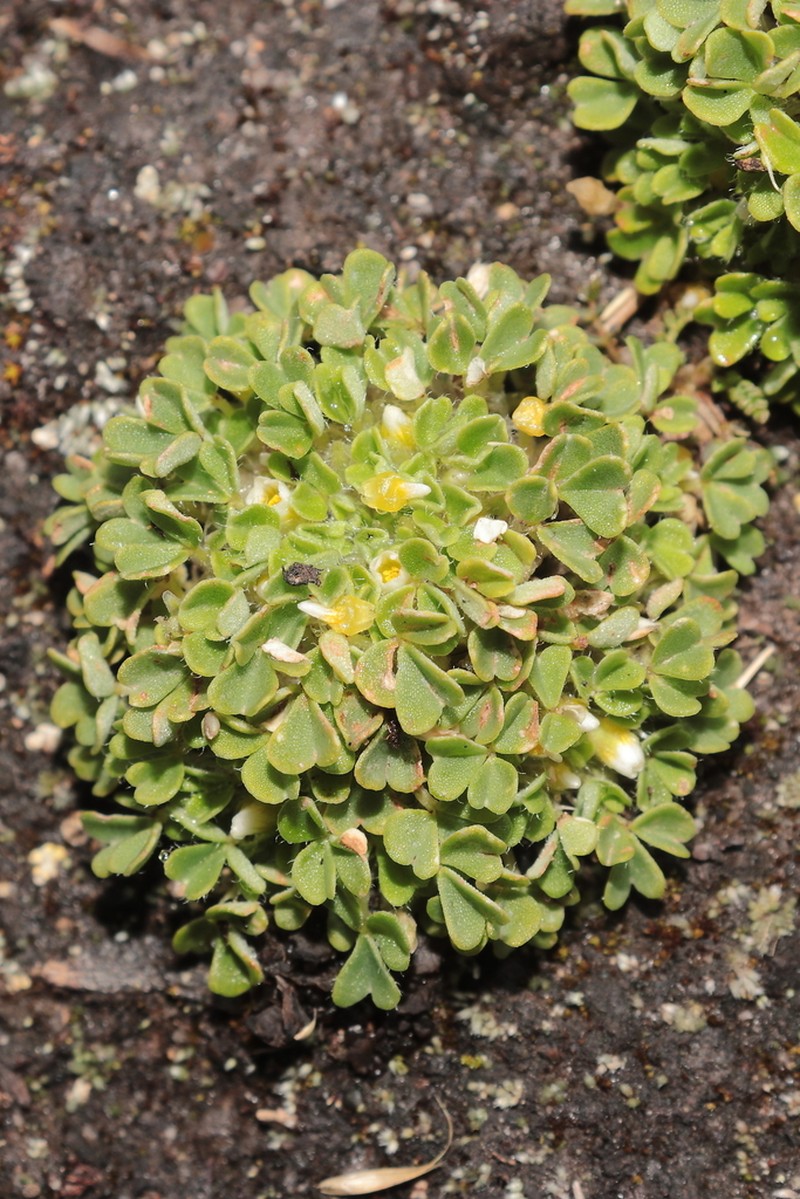 Oxalis nubigena photo 6