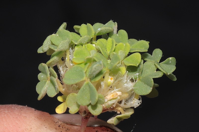 Oxalis nubigena photo 7