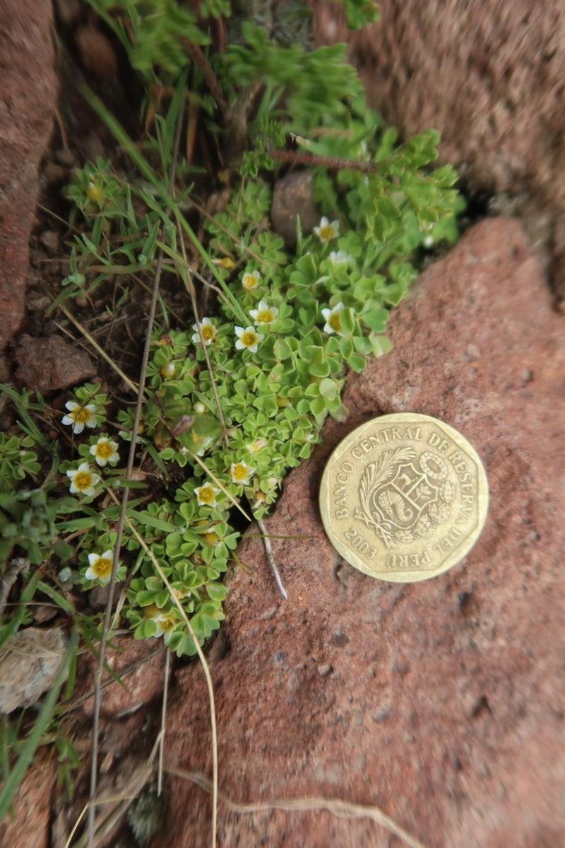 Oxalis nubigena photo 8