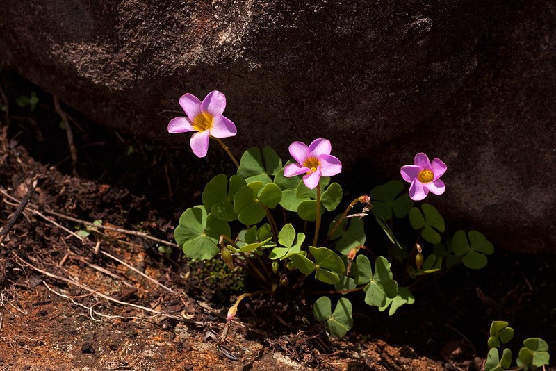 Oxalis obliquifolia photo 2