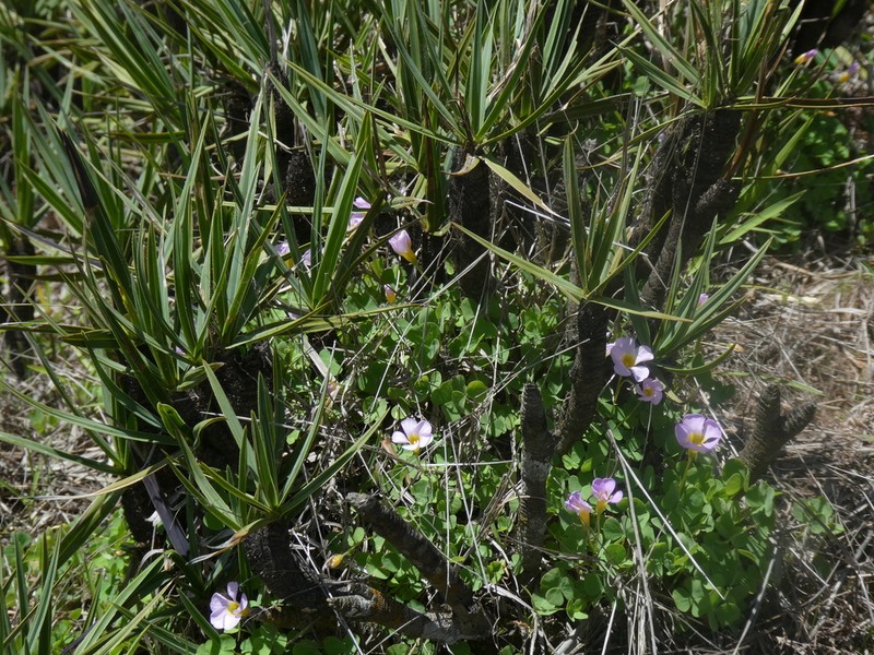 Oxalis obliquifolia photo 3