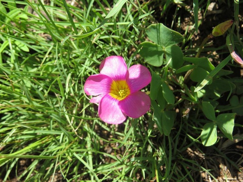 Oxalis obliquifolia photo 4