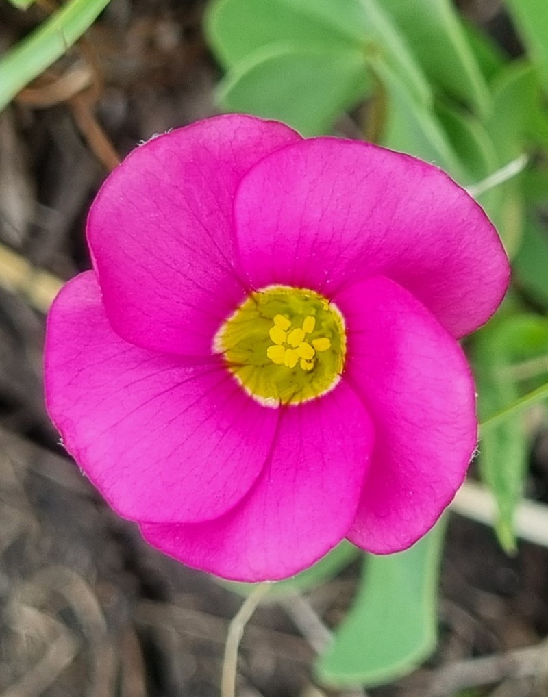 Oxalis obliquifolia photo 6