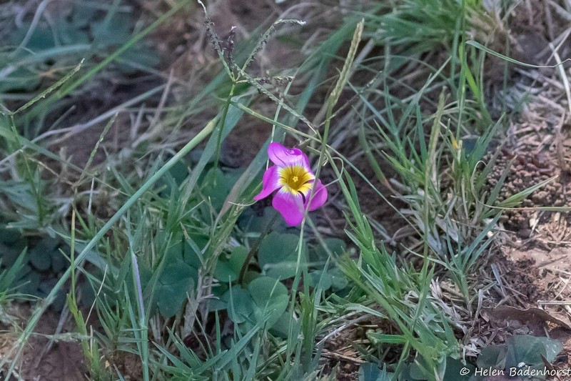 Oxalis obliquifolia photo 7